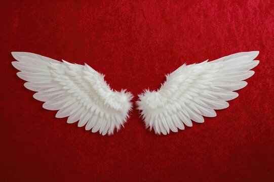 Wings of an angel set against a crimson velvet backdrop