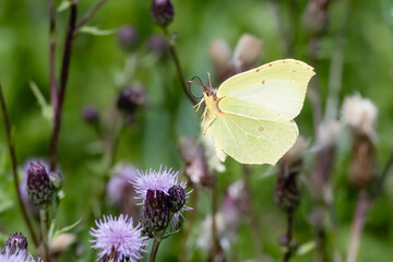 Brimstone Butterfly