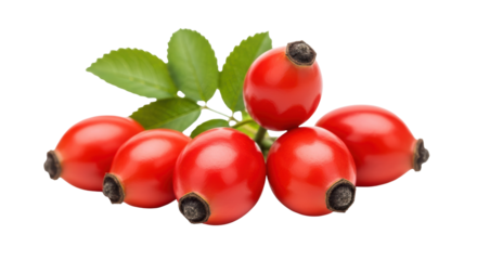 Isolated Rose Hips on White Background