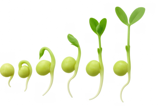 Growing pea seedlings time lapse on transparent background