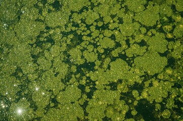Lake surface covered by pollutant algae bloom