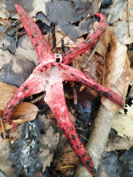 Close composition of the octopus stinkhorn (devil&rsquo;s fingers) showing unfolded red rays coated in olive-black gleba on a moist, decaying leaf bed &mdash; a classic look of this Phallaceae species known for i