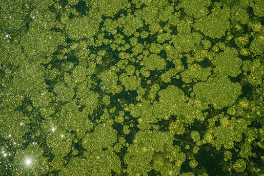 Lake surface covered by pollutant algae bloom