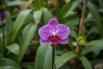A vibrant purple orchid flourishing in a garden setting