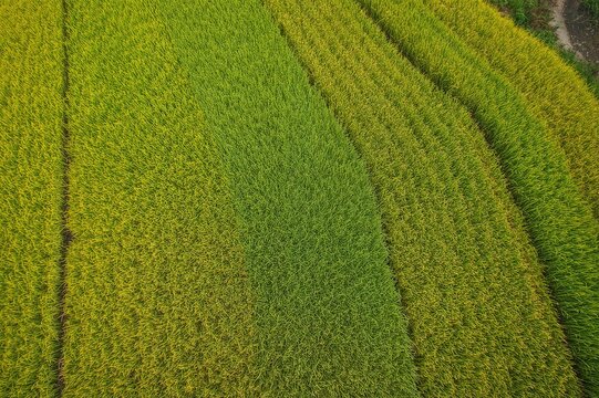 Overhead wide-angle shot of lush green and golden rice paddies in a countryside farming area