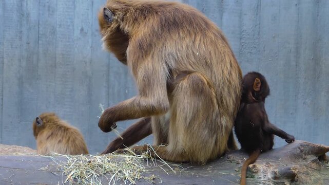 A baboon mom and baby sitting back to back on a tree trunk searching and looking for food