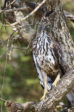 Changeable hawk-eagle (Nisaetus cirrhatus) in a tree, Sri Lanka