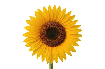 Fototapeta premium A fully grown sunflower featuring bright yellow petals and a deep dark core.