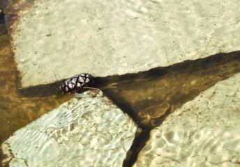 szyszka w wodzie © Barmurela