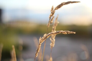 Fototapeta premium Minimalism wallpaper background simple photo outdoor plant wild grass 