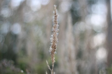 Minimalism wallpaper background simple photo outdoor plant wild grass	
