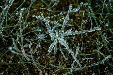 Close-up of frost-covered green blades of grass with ice crystals on blurred ground