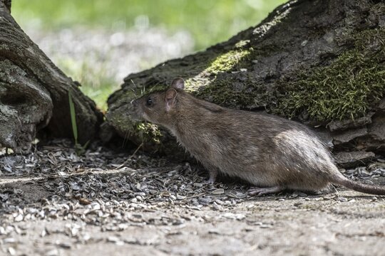 Norway rat (Rattus norvegicus), Emsland, Lower Saxony, Germany