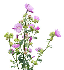 Musk mallow, Malva moschata, blooming isolated on a transparent background, png, common garden flower, photography