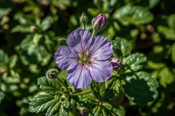 Detailed close-up of a vibrant purple geranium flower in full bloom with soft, fuzzy buds about to blossom.