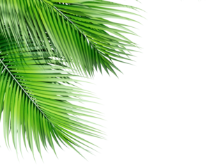 Green palm leaf isolated on white