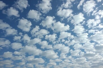 Mid-level sky clouds known as altocumulus are dense and clustered.