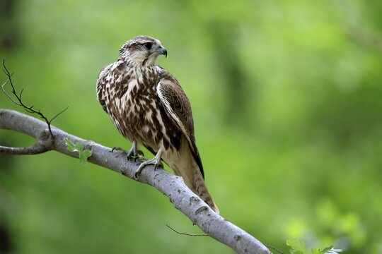 Saker falcon (Falco cherrug), adult, on a tree, in spring, &Scaron;umava, Czech Republic