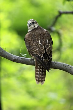 Saker falcon (Falco cherrug), adult, on a tree, in spring, &Scaron;umava, Czech Republic