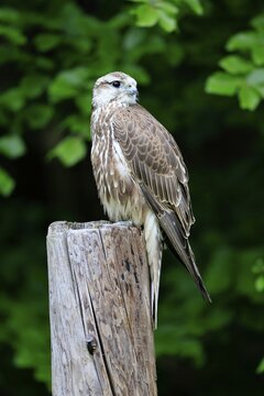 Saker falcon (Falco cherrug), adult, perch, in spring, &Scaron;umava, Czech Republic