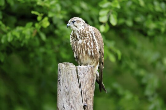 Saker falcon (Falco cherrug), adult, perch, in spring, &Scaron;umava, Czech Republic