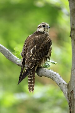 Saker falcon (Falco cherrug), adult, on a tree, in spring, &Scaron;umava, Czech Republic