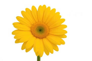Fototapeta premium A detailed view of a bright yellow gerber daisy flower with vivid petals against a plain white backdrop