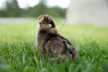 little chicken on grass close up photo 