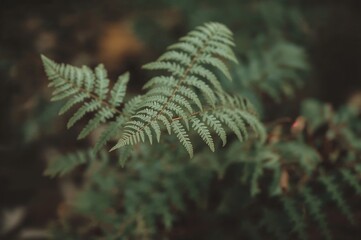 Detailed close-up of a Tiger Fern leaf with sharp focus
