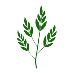 Fototapeta premium Lush green plant leaves creating a vibrant display of nature's beauty