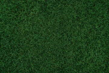 Thick turf with closely trimmed green blades