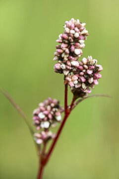 Flea knotweed (Persicaria maculosa), Emsland, Lower Saxony, Germany