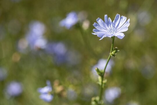 Chicory (Cichorium intybus), Lower Saxony, Germany