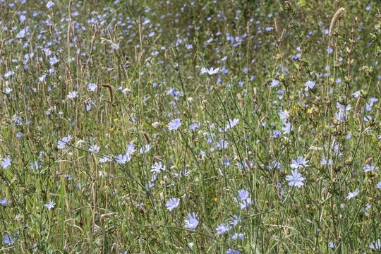 Chicory (Cichorium intybus), Lower Saxony, Germany