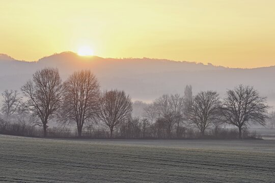Meadows and trees in the early morning mist in the light of the rising sun, Reusstal, Aristau, Freiamt, Canton Aargau, Switzerland