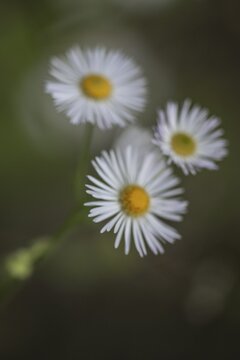 Annual fireweed (Erigeron annuus), Emsland, Lower Saxony, Germany