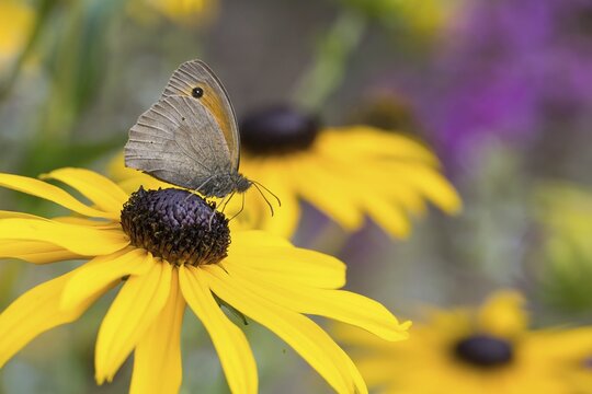 Meadow Brown (Maniola jurtina) sitting on a yellow flower, yellow coneflower (Echinacea paradoxa), surrounded by blurred flowers, Hesse, Germany