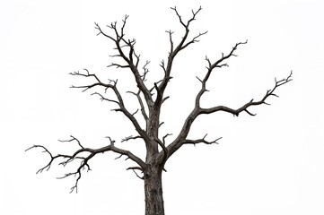 Lone leafless tree against a plain white backdrop