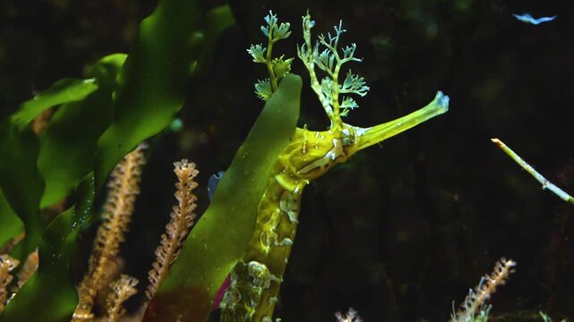 Close up of head of a leafy sea dragon, seahorse, slowly moving around underwater