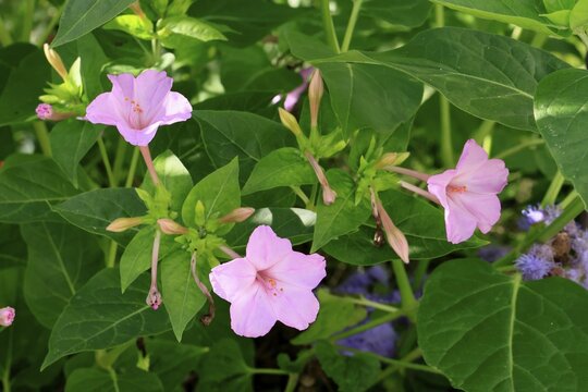 Mirabilis jalapa, blooming, flower, Ellerstadt, Germany