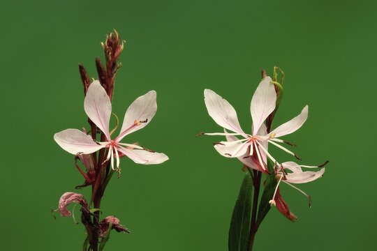 Evening primrose (Oenothera lindheimeri), flowering, flower, Ellerstadt, Germany