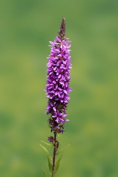 Purple loosestrife (Lythrum salicaria), flower, flowering, Germany