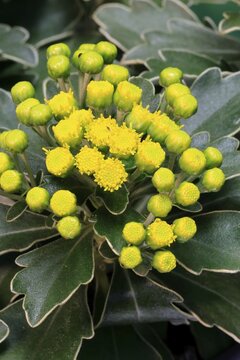 Gold-and-silver chrysanthemum (Chrysanthemum pacificum), flowering, Germany