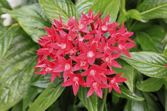 Pentas lanceolata, flowering, Germany