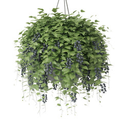 Naklejka premium Hanging jungle vine plant bush of Bush grape or three - leaved wild vine cayratia isolated on white background
