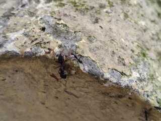 Close up shot ants.