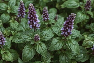 Purple-flowered hybrid basil blooming in a garden bed during August