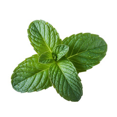  mint leaves isolated on white background