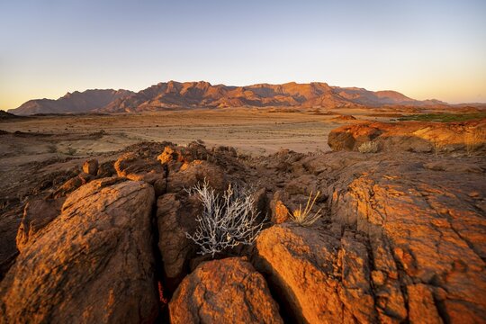 Desert landscape with Brandberg in the morning light, at sunrise, Erongo, Damaraland, Namibia