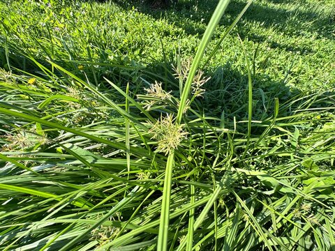 Cyperus rotundus, known as Nutgrass or Purple Nutsedge, is a perennial weed with slender green leaves and clustered flower spikes. Native to Africa, it is one of the most invasive plants worldwide.